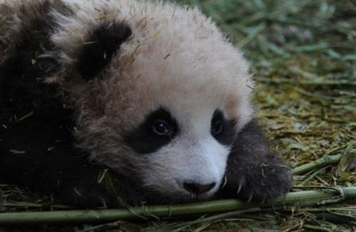 熊猫幼崽夏天也要紧紧黏着妈妈_萌宝来啦！上海大熊猫家族新丁 “公主崽”今天首次露面