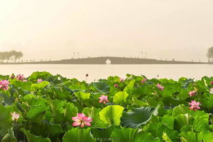 西湖雨后荷花夏日氛围感拉满_又见“夏雨荷”！长沙西湖公园：雨后荷花承恩露，人间夏日好清凉