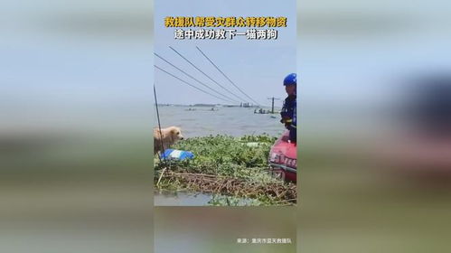 救援队转物资途中救下一猫两狗_洪水泛滥，救完人民群众后再折回救猫猫狗狗，毕竟都是生命