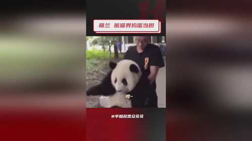 熊猫界又有喜事了_香港大熊猫首次“添丁” 好事成双传递“萌”力量