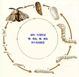 这一幕让春蚕到死丝方尽具象化了_创意汉字动画，这个教师节，用三组经典比喻感念师恩