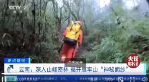 记者深入哀牢山突遇浓雾_记者深入哀牢山突遇浓雾 揭开哀牢山神秘面纱