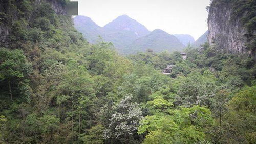 律师称任何人无权私自进哀牢山采矿_博主“山取”进哀牢山采集矿石后被要求返还 律师：个人无权私自进山“取”矿