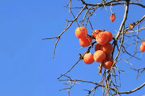 霜降时节的柿子有多好吃_霜降·露结为霜秋日尽 柿子如丹挂枝头｜岁时物语