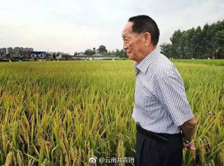 华为宣布与合作培养海水稻 盐碱地改建良田