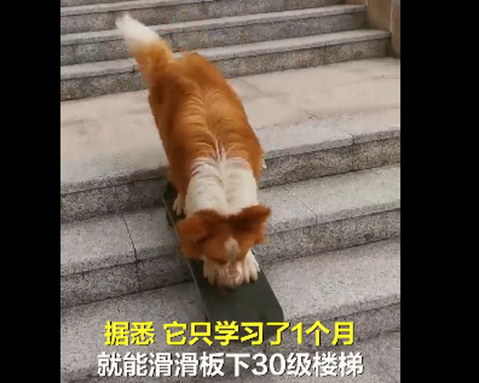 智商最高!牧羊犬滑滑板下30级楼梯,网友:不敢养边牧,怕它嫌我笨