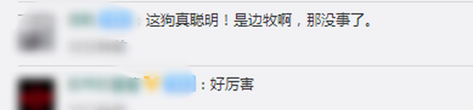 智商最高!牧羊犬滑滑板下30级楼梯,网友:不敢养边牧,怕它嫌我笨