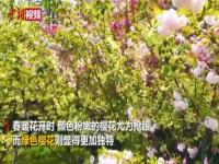 绿色樱花绽放南京玄武湖 玄武湖樱花最佳观赏地点时间介绍