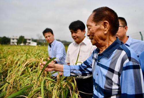 曾在三亚摔跤 住三亚哪里?三亚水稻基地在哪里