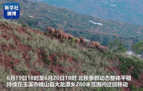 云南亚洲象最新消息 象群在大龙潭乡活动独象返回昆明市晋宁区