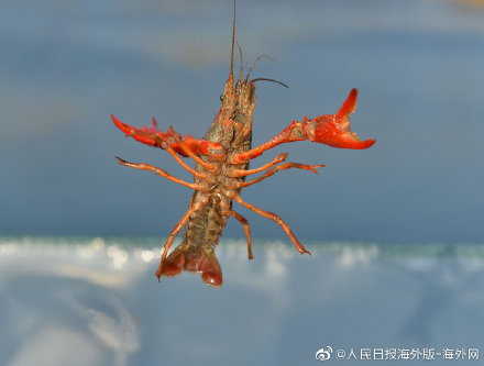 日本拟将小龙虾指定为外来入侵物 小龙虾是哪国的入侵物种