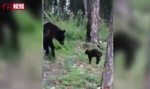 勇敢的猫！俄罗斯一黑猫逼退棕熊