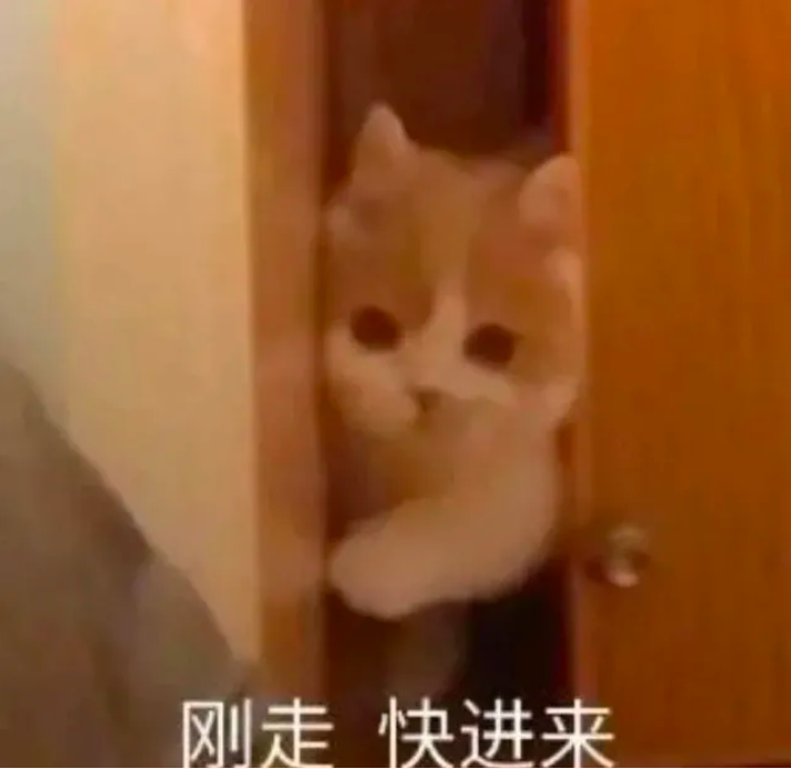 你老公走了吗猫猫表情包 你老婆走了吗猫咪表情包