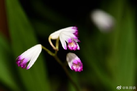 时隔120多年 我国再度发现野生濒危植物华白及