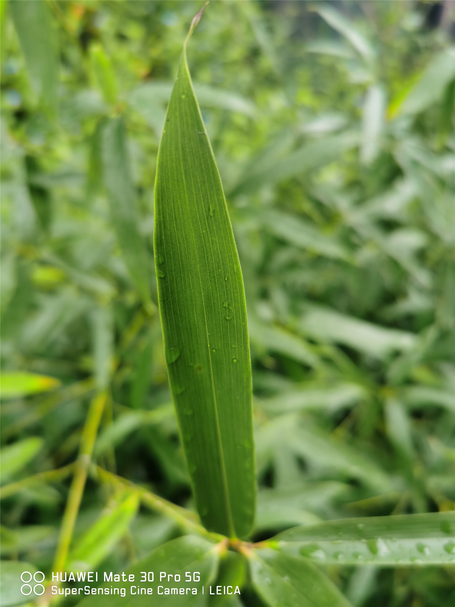 花中君子指的是什么 花中四君子是哪四种花