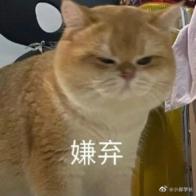 这就是小猫养小猫吧 对小猫过敏怎么养小猫 我养的小猫