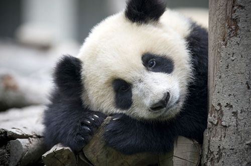 08地震死了多少熊猫