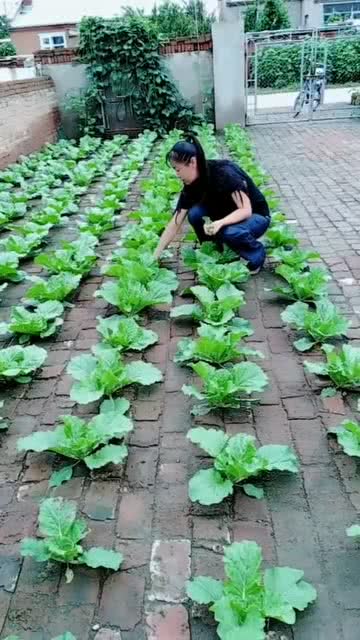 家门口为什么不能种菜