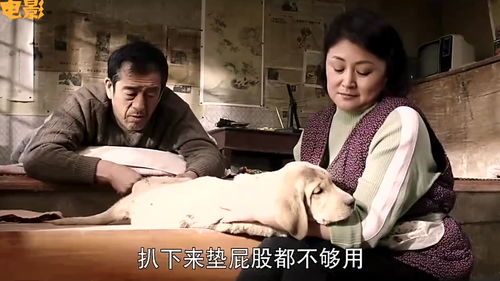 十部催泪电影忠犬