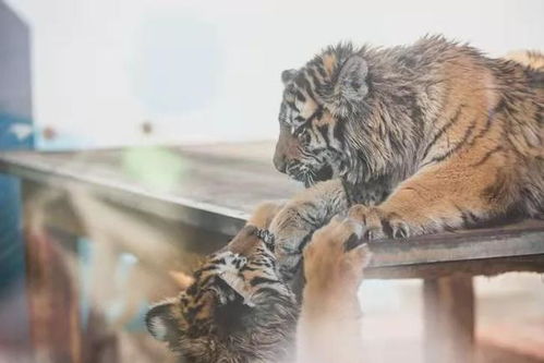 动物园的老虎为什么不咬饲养员