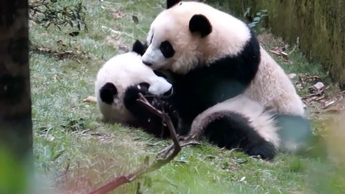 大熊猫和花为什么名字叫和花