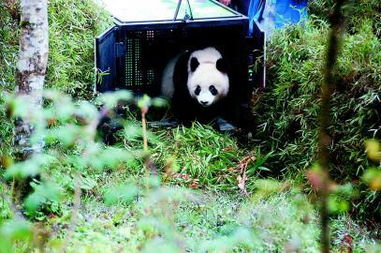 大熊猫雪雪惨死是为什么