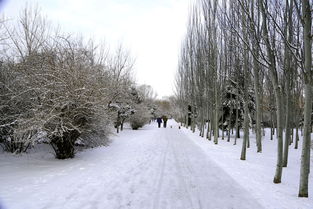 春天的雪