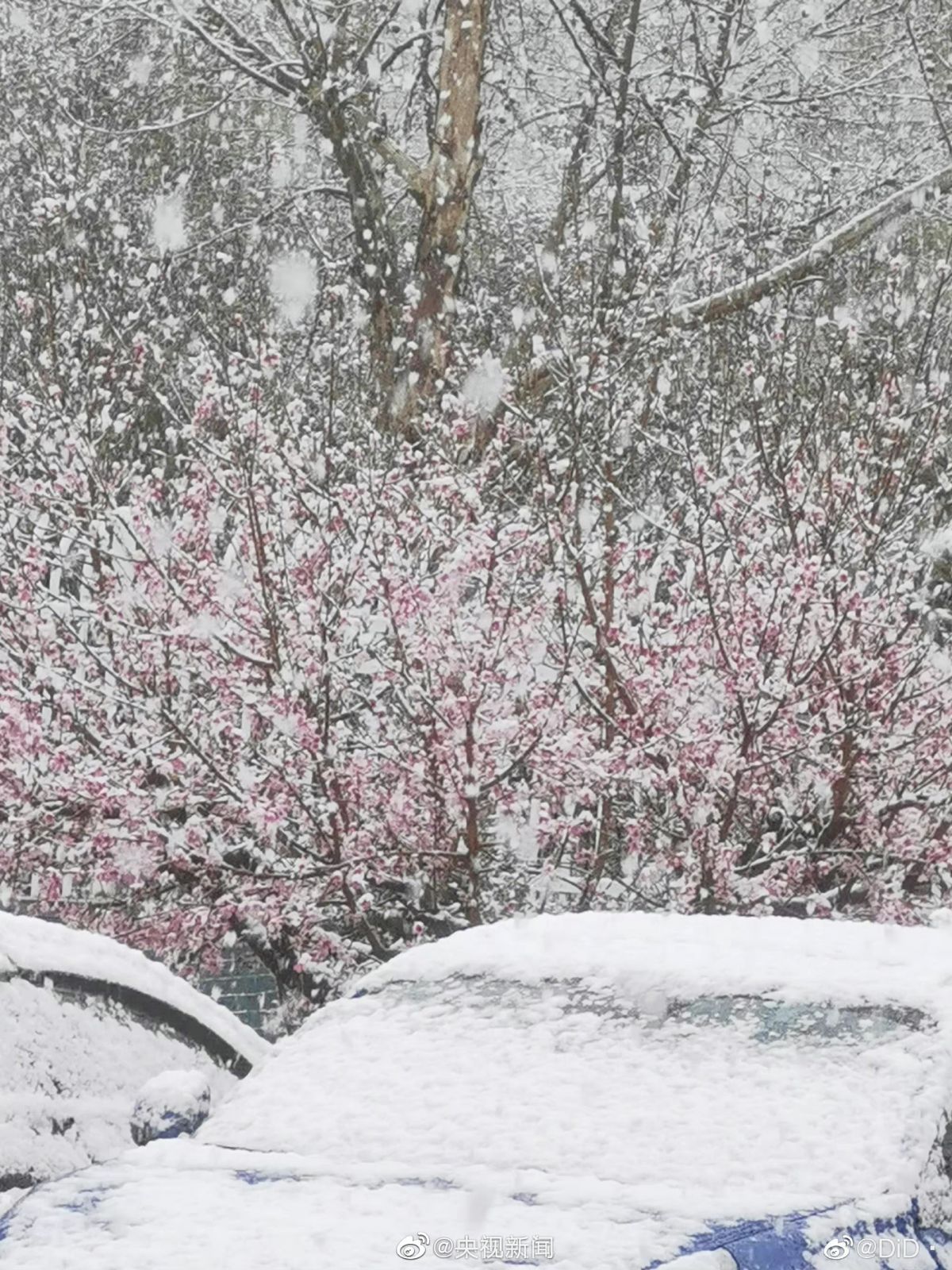 河南多地迎来3月桃花雪：最新河南各市天气预报