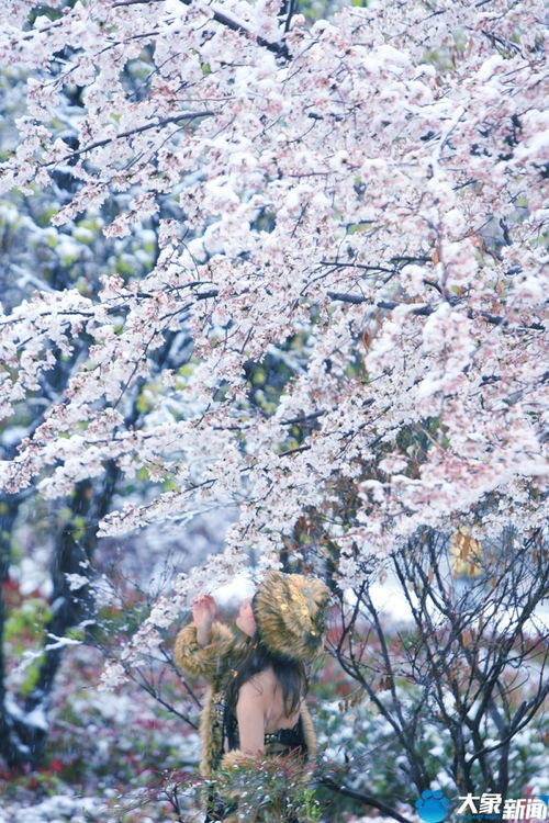 河南三月的桃花雪有多美