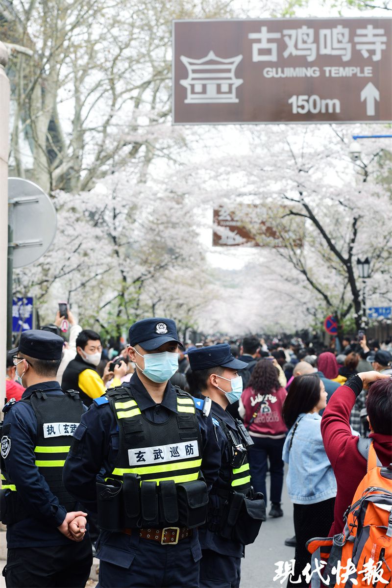 “鸡鸣寺路的比樱花好看！”网友点赞：赏花人流中的“定海神针”