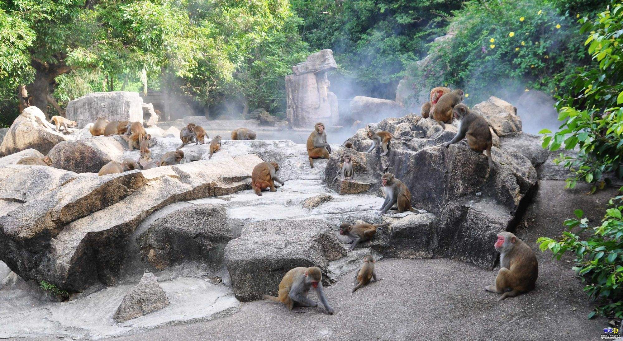 南湾猴岛在哪里(南湾猴岛游玩攻略)