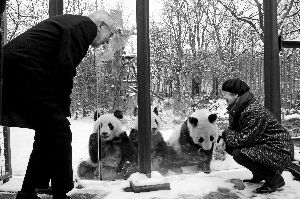 首对在德出生大熊猫双胞胎即将回国_在德国出生的大熊猫双胞胎迎来4周岁生日