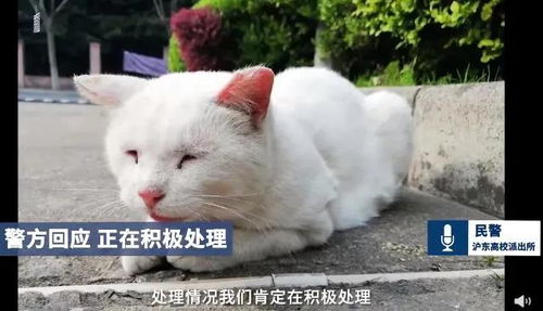 猫德学院三年绑架700多只流浪猫_“猫德学院”，教了猫德，映照了人性