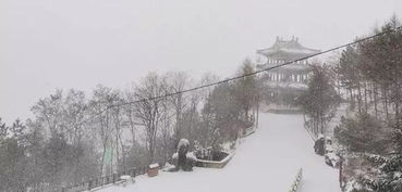 #郑州下雪#郑州下了一场酣畅淋漓的大雪