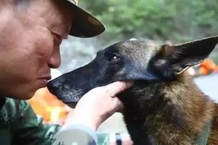 汶川微笑女孩喜糖送到搜救犬墓前_汶川地震搜救犬“瑞利”，吃喜糖～