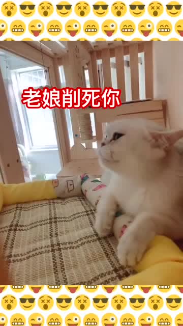 母猫 你敢动一动试试_猫咪这几个天性，无论主人怎么努力，它都改不了