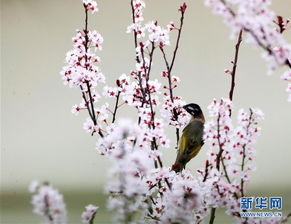 鸟语花香四个字有画面了_冬游贵州丨贵阳的鸟语花香有画面了……