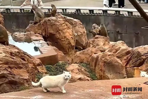 昆明动物园计划将猫移出猴山_昆明动物园：计划近期将猫移出猴山，随后将对猫开展全面体检