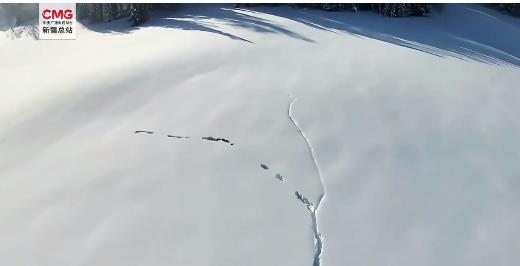 新疆狼群在积雪下挖出一条路_新疆喀纳斯禾木村无人机下的狼群雪中行