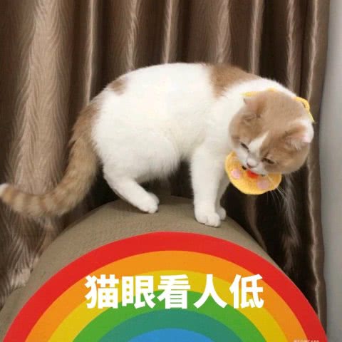 Cat 是我猫眼看人低了_喜欢养猫的朋友看过来，40部猫咪电影推荐！