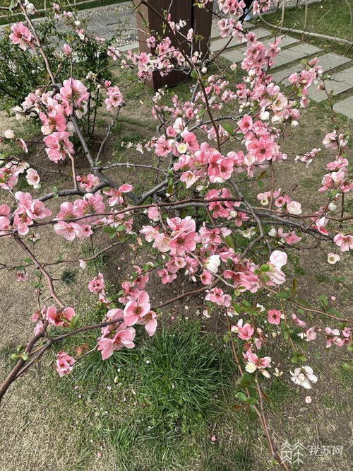 看海棠花开瞬间有多惊艳_被这些美图刷屏了，北美海棠花开惊艳动人！