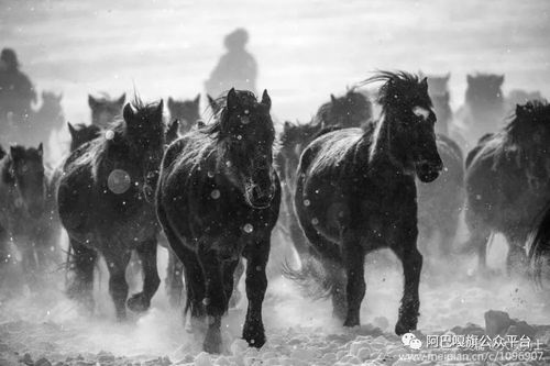 成群骆驼漫步雪原如行走的水墨画_敦煌画派骆驼水墨画，大漠牧归萌萌哒！