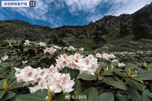 春日大理杜鹃花盛放_想去看看嘛？大理苍山杜鹃花漫山盛放