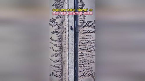 钱塘江潮汐树像极了浮雕_太震撼！钱塘江边滩涂上闪现“参天大树”，网友：鬼斧神工