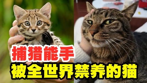 被全世界禁养的猫咪_被全世界禁养的猫，体型最小却是非洲草原的王者，看完你还想养吗