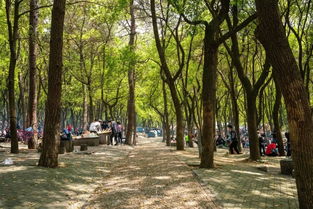 没有栀子花的夏天是不完整的_没有栀子花的夏天，是不完美的夏天