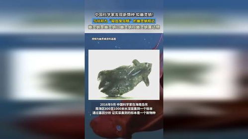 中国科学家发现新物种拟幽灵蛸_发现新物种：拟幽灵蛸！网友：萌化了……