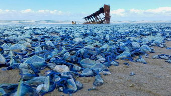 日本海水浴场发现毒水母_日本海水浴场发现毒水母