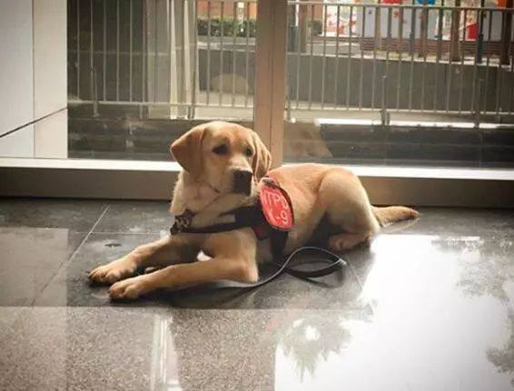 一年多未见警犬还记得民警声音_你从未见过的警犬墓地！那些警察与警犬刻骨铭心的故事……