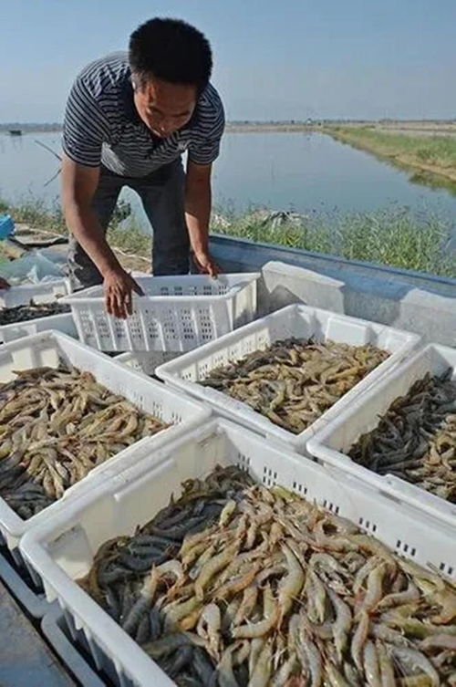 新疆是怎样找到养殖海鲜这条赛道的_“离海最远”的新疆，这里的土地可以养海鲜，新疆是怎么做到的？